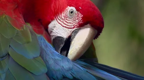 Red-and-green macaw Stock-Footage 43722163