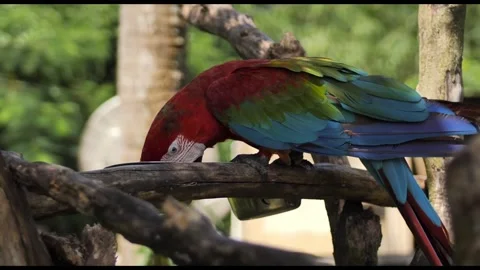 Red and Green Macaw Perched on Tree Branch in Tropical Forest 스톡 동영상 342822393