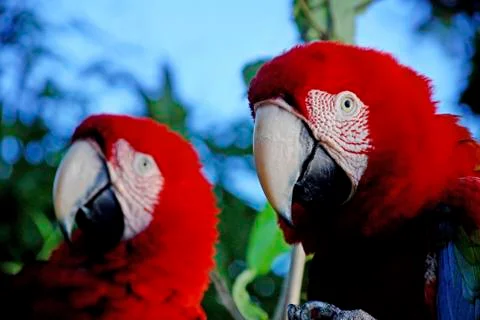 Red and green Macaw photographed in Conceicao da Barra, Espirito Santo. Stock Photos