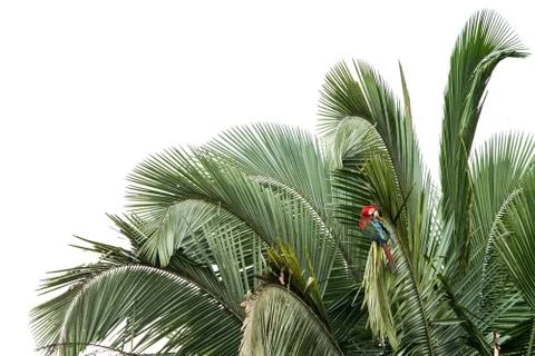 Red-and-green macaws (Ara chloropterus) grooming its feathers on tree in Manu Stock Photos