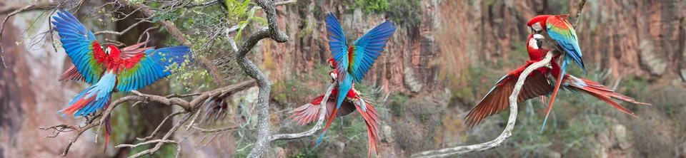 Red-and-green Macaws (Ara chloropterus), Buraco das Araras, Mato Grosso do Sul, Stock Photos