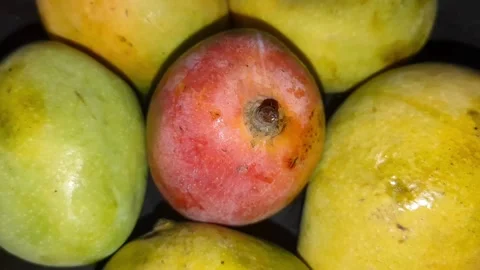 Red and Green Mixed Mango on the wooden background Stock Footage 259610576