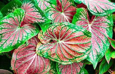 The red and green patterned trees and bushes in the front garden are very nat 스톡 사진