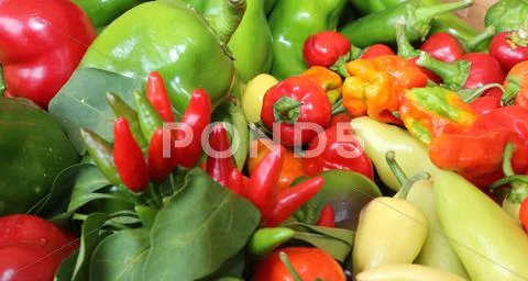 Red and green pepper for sale Stock Photos