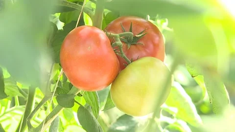 Red and green selected tomatoes in a greenhouse Stock Footage 116011395