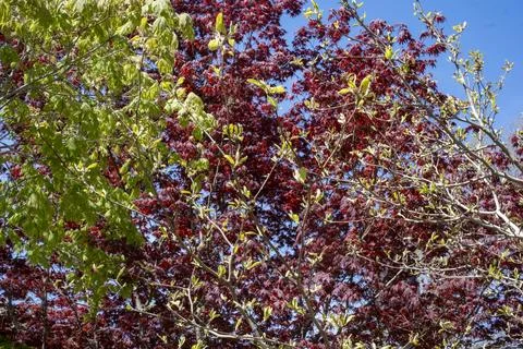 Red and Green Spring Maple Leaves Under Blue Sky Stock Photos