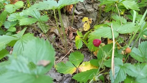Red and green strawberry berries with white flowers in wild forest close up Video stock 220185950