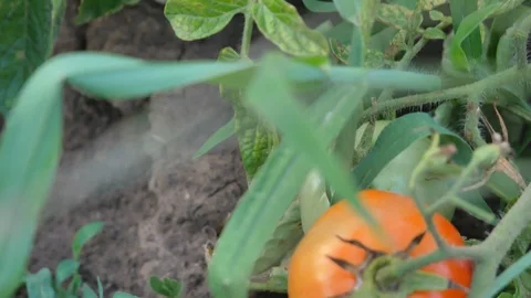 Red and green tomatoes in the backyard garden - Tilt Stock Footage 127310227