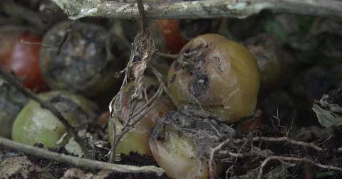 Red and green tomatoes infested with blight disease Stock Footage 81313549