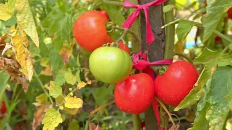 Red and green tomatoes on vine in the garden Stock Footage 201844010