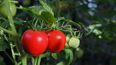 Red and green tomatoes on vine in greenhouse. Growing tomatoes at home Video stock 342956517