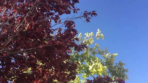 Red and green tree wind and sky Vídeo Stock 134659966