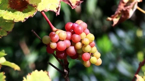 Red and green wine grapes in the garden Stock Footage 218721010