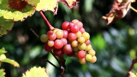 Red and green wine grapes in the garden Stock Footage 221496444
