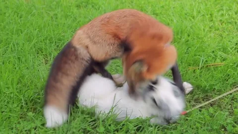 Red and marbled fox are playing on a leash on the green grass. Stock Footage 80570506