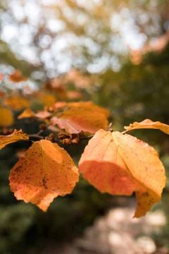 Red and Orange Autumn Leaves Background. Soft focus, blurred background. Stock Photos