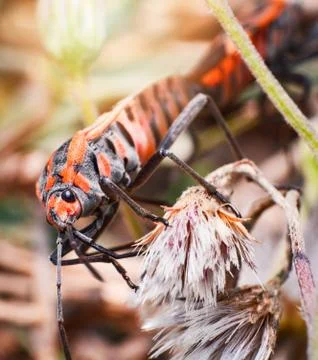 Red and orange bug mating insects on plant tree on nature background Foto stock