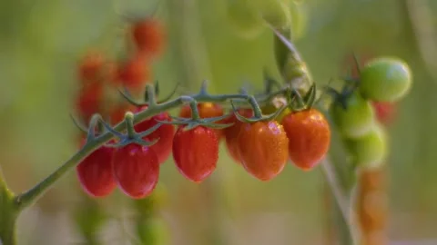 Red and orange cherry tomatoes ripen on a branch in a greenhouse on a farm Видео 257454754