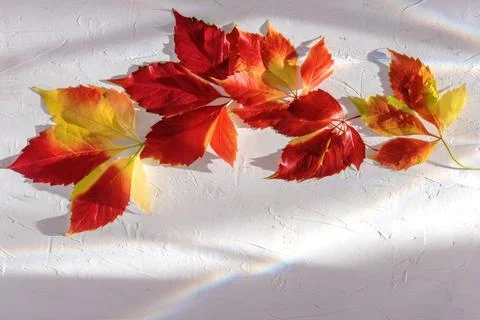 Red and orange colour combination leaves on surface Stock Photos