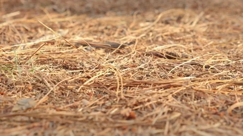 Red and orange dry ground Stock Footage 325968356