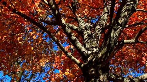 Red and Orange Fall Leaves with Deep Blue Autumn Sky Stock Footage 10751539