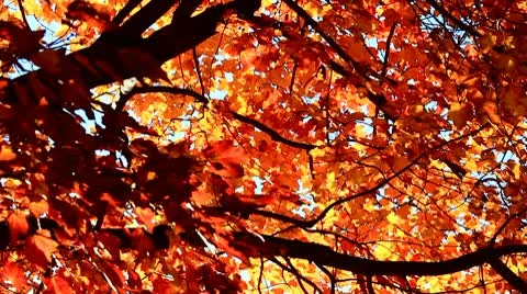 Red and Orange Fall Leaves with Blue Autumn Sky Stock Footage 10751670