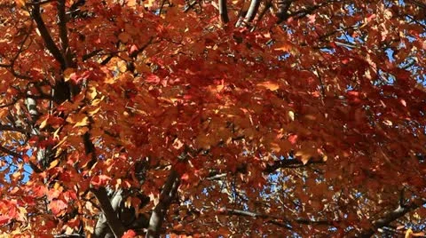 Red and Orange Fall Leaves with Blue Autumn Sky Stock Footage 12136354