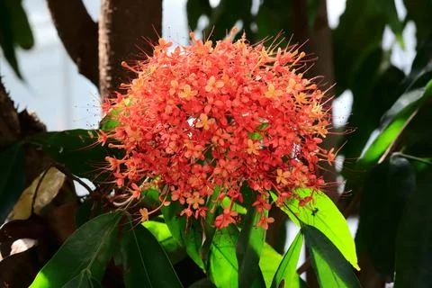 Red and orange flowers of Saraca asoca on a branch. Stock Photos