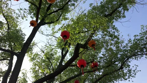Red and Orange Lanterns Hanging from Trees Against a Clear Blue Sky Stock Footage 337700999