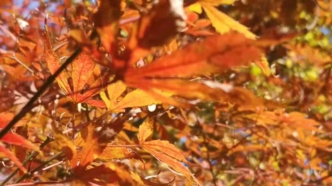 Red and Orange Leaf Close-Ups with Green Background Stock Footage 346196511