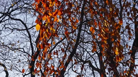Red and orange leafs on a tree during autumn with clear sky. Version 3 Stock Footage 289755957