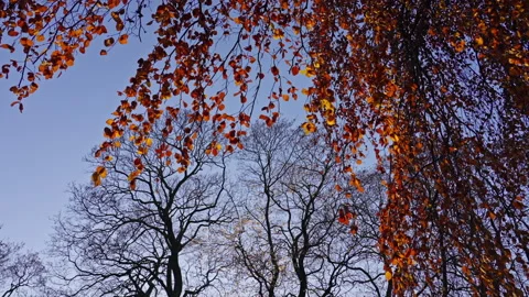 Red and orange leafs on a tree during autumn with clear sky. Version 1 Stock Footage 289756085