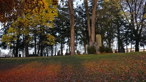 Red and orange leafs on trees and on the ground during fall. Version 2 Stock Footage 289753849