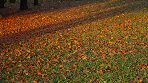 Red and orange leafs on trees and on the ground during fall. Version 3 Stock Footage 289754728