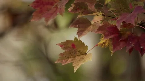 Red and orange maple leaves on an autumn branch Stock Footage 329605853