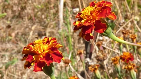 Red and orange marigold flowers sway in sunny dry field, medium shot Video stock 342736346