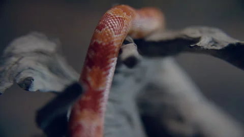 Red and orange Snake Crawling on wood Stock Footage 278806581