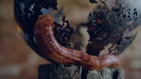 Red and orange Snake Crawling in a closeup shot Stock Footage 278807009