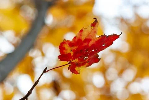 Red and orange spotted leaf on the yellow foliage background. Fall in Herit.. Фото
