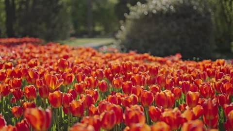 Red and orange tulip field in park blooming vibrant spring flowers cinematic Stock Footage 333419791