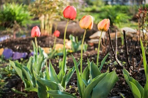 Red and orange tulips blooming in the garden Stock Photos