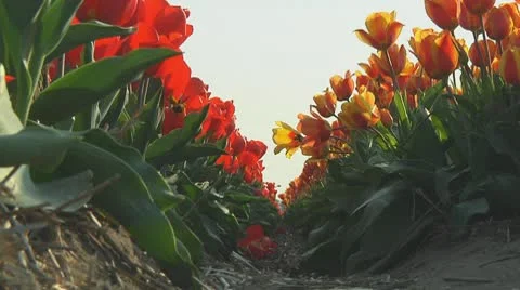 Red and orange tulips Stock Footage 10740911