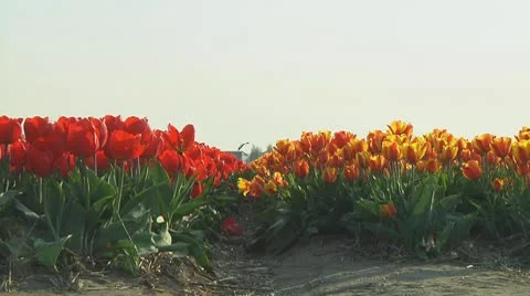 Red and orange tulips Stock Footage 10740916