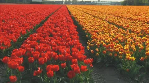 Red and orange tulips Stock Footage 10740930