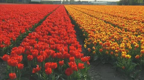Red and orange tulips Stock Footage 10743093