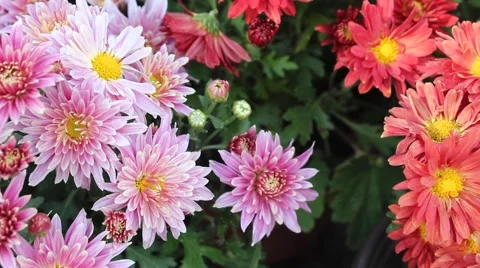 Red and pink daisy Stock-Footage 42410246