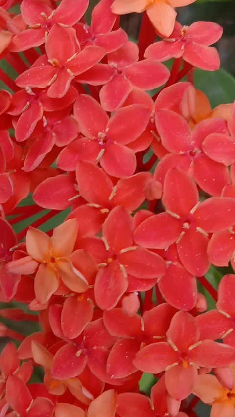 Red And Pink Flowers Moving In Green Garden 動画素材 333876224
