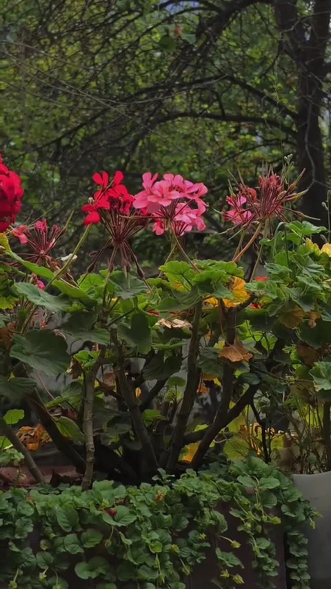 Red and pink geranium flowers blooming in a summer garden Video stock 343832708