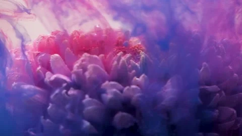 Red and pink ink envelops the white chrysanthemum flower in a haze Stock Footage 154378499
