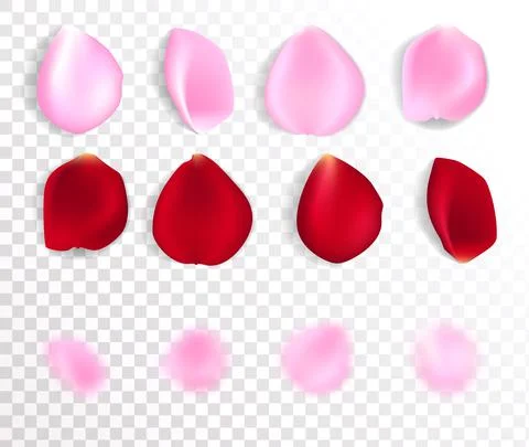 Red and pink realistic vector rose petals isolated on white. Vector red and pink Stock Illustration